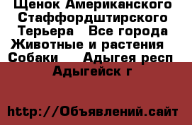 Щенок Американского Стаффордштирского Терьера - Все города Животные и растения » Собаки   . Адыгея респ.,Адыгейск г.